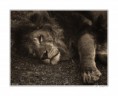 /album/priroda/lion-dream-jpg/